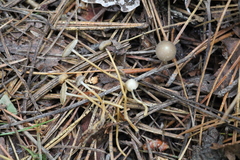 Strobilurus stephanocystis