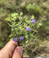 Scutellaria muriculata