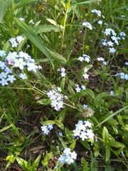 Myosotis