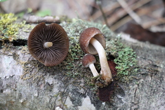 Psathyrella noli-tangere