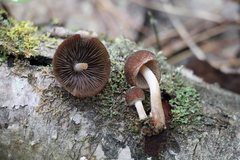 Psathyrella noli-tangere