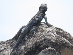 Sceloporus aureolus