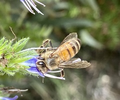Apis mellifera