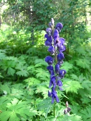 Aconitum baicalense
