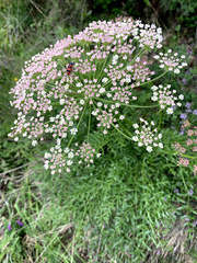 Laserpitium gallicum