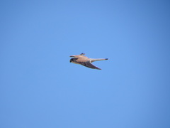 Falco cenchroides cenchroides