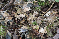 Arrhenia peltigerina