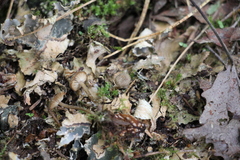 Arrhenia peltigerina