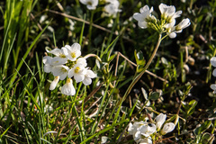 Cardamine prorepens
