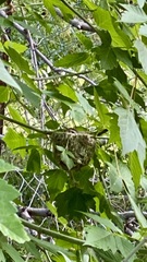 Vireo gilvus
