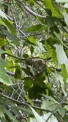 Vireo gilvus