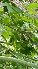 Vireo gilvus