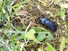 Carabus violaceus