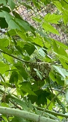Vireo gilvus