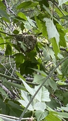 Vireo gilvus