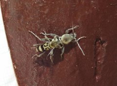 Chlorophorus signaticollis