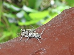 Chlorophorus signaticollis