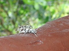 Chlorophorus signaticollis