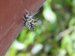 Chlorophorus signaticollis