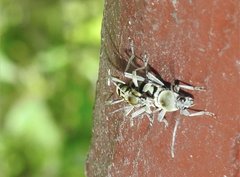 Chlorophorus signaticollis