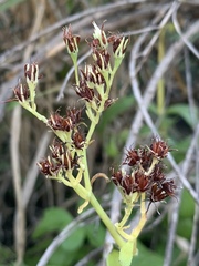 Crassula crenulata