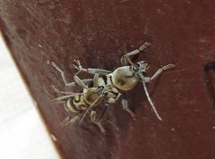 Chlorophorus signaticollis