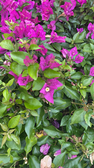 Bougainvillea