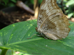 Dophla evelina