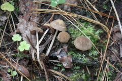 Psathyrella fatua