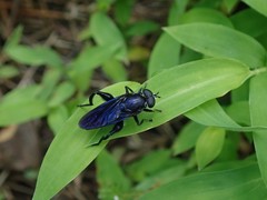 Chalcosyrphus chalybeus