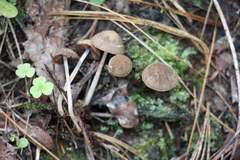 Psathyrella fatua