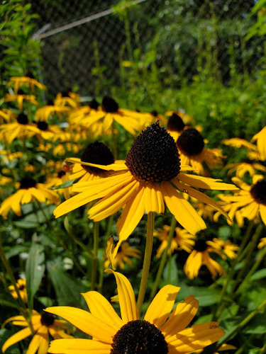 photo of Cutleaf Coneflower (Rudbeckia laciniata)