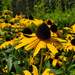 photo of Cutleaf Coneflower (Rudbeckia laciniata)