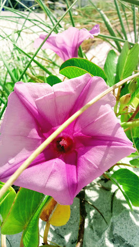 photo of Beach Morning Glory (Ipomoea pes-caprae)