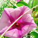 photo of Beach Morning Glory (Ipomoea pes-caprae)