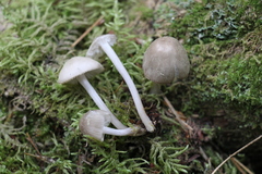 Mycena niveipes