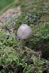 Mycena niveipes