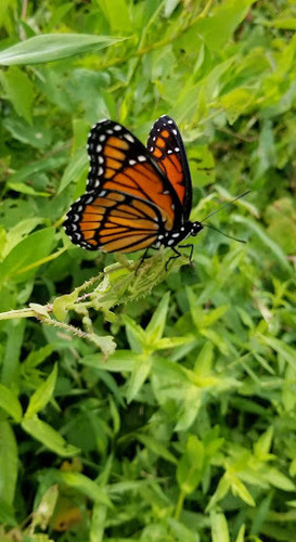 photo of Viceroy (Limenitis archippus)