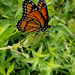 photo of Viceroy (Limenitis archippus)