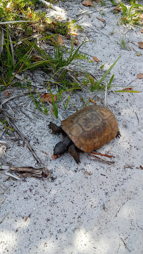 photo of Gopher Tortoise (Gopherus polyphemus)