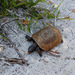 photo of Gopher Tortoise (Gopherus polyphemus)