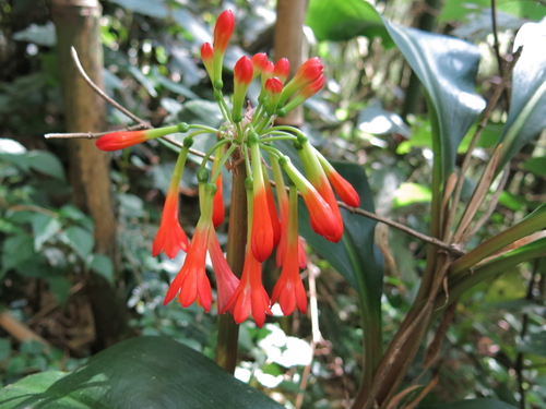 Image of Scadoxus cyrtanthiflorus by (c) Fábio Olmos, some rights reserved (CC BY)