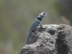 Sceloporus aureolus