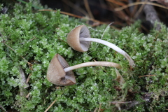 Psathyrella noli-tangere