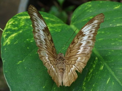 Dophla evelina