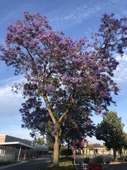 Jacaranda