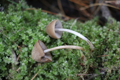 Psathyrella noli-tangere