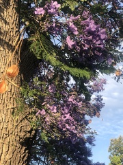 Jacaranda