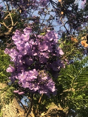 Jacaranda