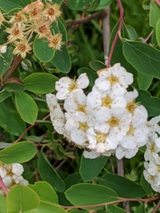 Spiraea × vanhouttei